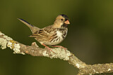 Image. Harris's Sparrow