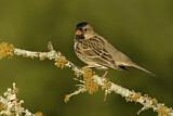 Image. Harris's Sparrow