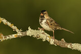 Image. Harris's Sparrow
