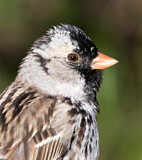Image. Harris's Sparrow