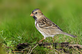 Image. Harris's Sparrow