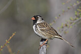 Image. Harris's Sparrow
