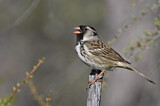 Image. Harris's Sparrow