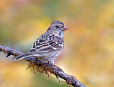 Image. Harris's Sparrow