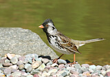 Image. Harrisammer