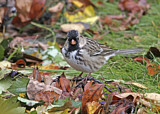 Image. Harrisammer