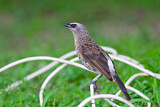 Image. Hartlaub's Babbler