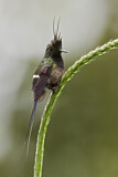 Image. Haubenfadenelfe