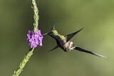 Image. Haubenfadenelfe