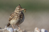 Image. Haubenlerche