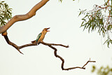 Image. Haubenliest