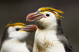 Image. Haubenpinguin