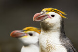 Image. Haubenpinguin
