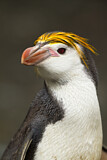 Image. Haubenpinguin