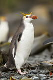 Image. Haubenpinguin