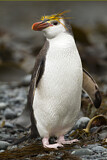 Image. Haubenpinguin