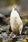 Image. Haubenpinguin