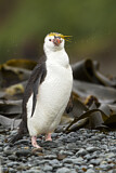 Image. Haubenpinguin