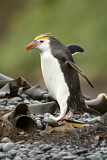 Image. Haubenpinguin
