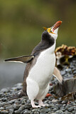 Image. Haubenpinguin