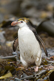 Image. Haubenpinguin