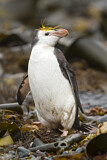 Image. Haubenpinguin
