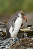 Image. Haubenpinguin
