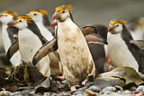 Image. Haubenpinguin