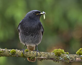 Image. Hausrotschwanz