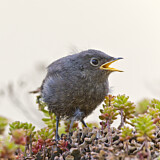 Image. Hausrotschwanz