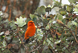 Image. Hawaii-Akepakleidervogel