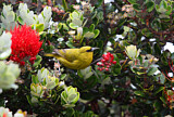 Image. Hawaii-Amakihikleidervogel