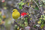 Image. Hawaii-Amakihikleidervogel