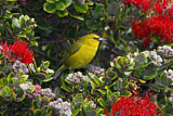 Image. Hawaii-Amakihikleidervogel