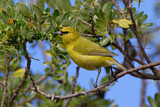 Image. Hawaii-Amakihikleidervogel