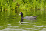 Image. Hawaiian Coot
