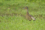 Image. Hawaiian Duck