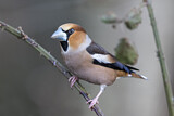 Image. Hawfinch
