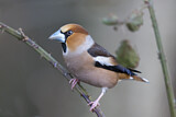 Image. Hawfinch