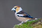 Image. Hawfinch