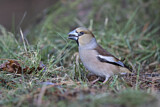 Image. Hawfinch