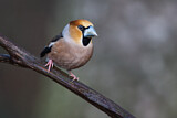 Image. Hawfinch
