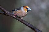 Image. Hawfinch