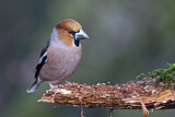 Image. Hawfinch