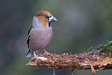 Image. Hawfinch
