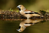 Image. Hawfinch