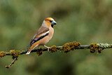 Image. Hawfinch