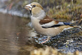 Image. Hawfinch