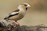 Image. Hawfinch