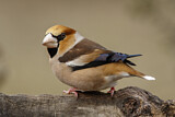 Image. Hawfinch
